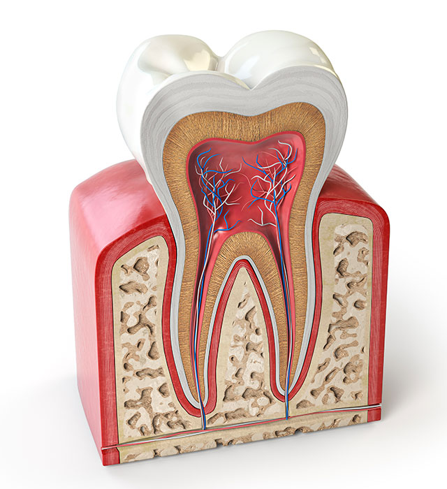 Tooth Anatomy